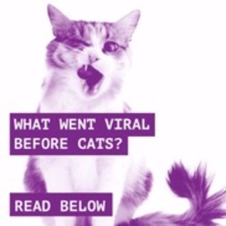 Viral cats.jpg